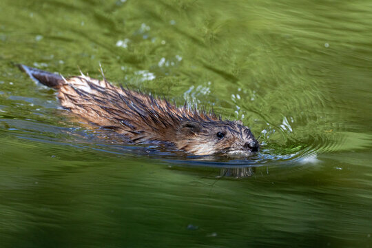 Close-up of an adult muskrat (Ondatra zibethicus) swimming in a river, side view to the camera lens on a sunny summer day. Wildlife photography with copy space.	