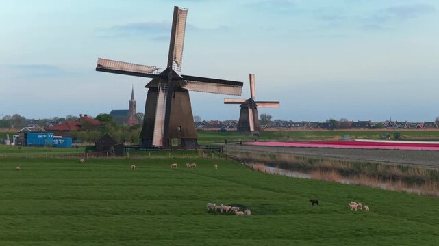 Dutch windmills turning in picturesque holland landscape with sheep