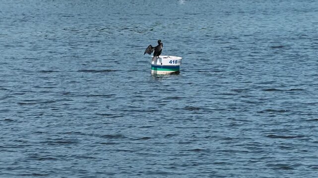 Mystic, Connecticut, USA - Cormorant Sunning on Harbor Mooring