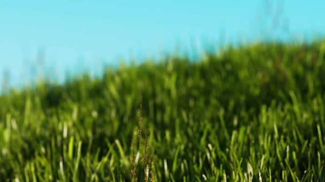 Grass covers the ground in the foreground. The sky is clear and blue above. The scene appears vibrant and lively. Sunlight shines down on the grass, creating a fresh look.