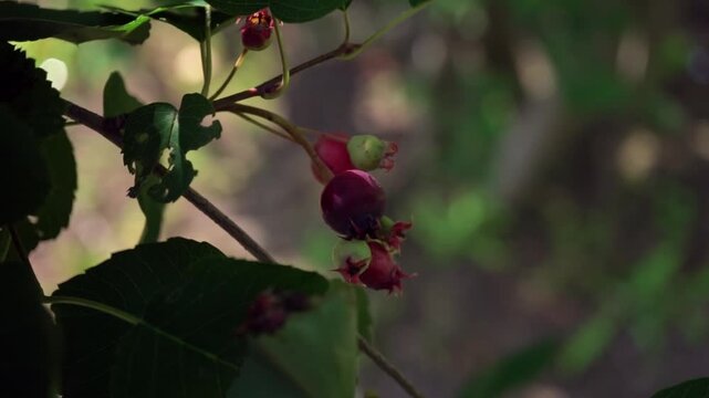 A berry that ripens on trees and shrubs and is known by various names: service berry, Saskatoon berry, shady berry, June berry, and serviceberry.