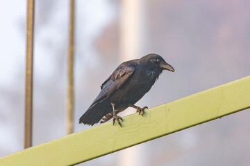 Obraz premium Photograph of an Australian Raven bird standing on a steel railing in a small grand stand at a local sporting ground on a sunny day in Penrith in New South Wales, Australia