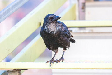 Obraz premium Photograph of an Australian Raven bird standing on a steel railing in a small grand stand at a local sporting ground on a sunny day in Penrith in New South Wales, Australia