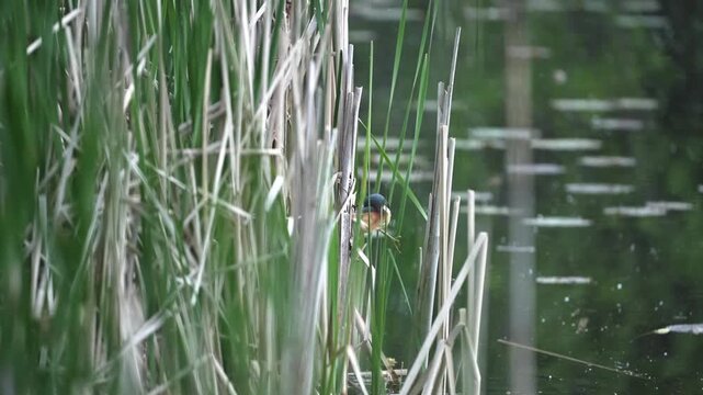 Least Bittern Walking Through Marsh Reeds in Wetland Habitat
