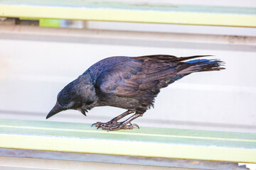 Naklejka premium Photograph of an Australian Raven bird standing on a steel railing in a small grand stand at a local sporting ground on a sunny day in Penrith in New South Wales, Australia
