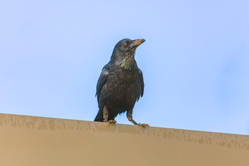 Naklejka premium Photograph of an Australian Raven bird standing on a steel railing in a small grand stand at a local sporting ground on a sunny day in Penrith in New South Wales, Australia
