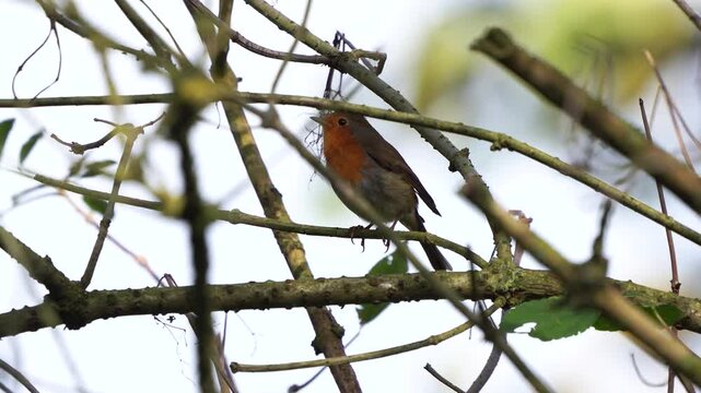 A European robin (Erithacus rubecula) singing in a shrub in autumn