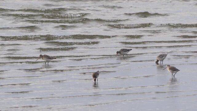A group of bar-tailed godwits (Limosa lapponica) in winter plumage foraging in shallow water