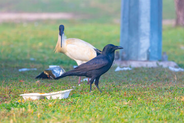 Naklejka premium Photograph of an Australian Raven bird foraging for food on a grassy field near a local sporting ground on a foggy and misty morning in Penrith in New South Wales, Australia