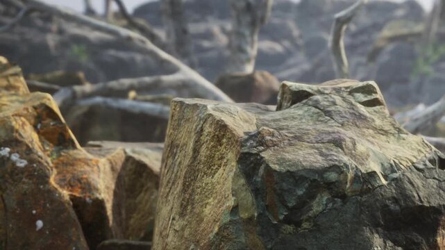 Rocks are scattered among dry branches in a rugged outdoor area. Sunlight casts shadows on the rocks, highlighting the textures. The setting appears natural and wild, with no signs of human presence.