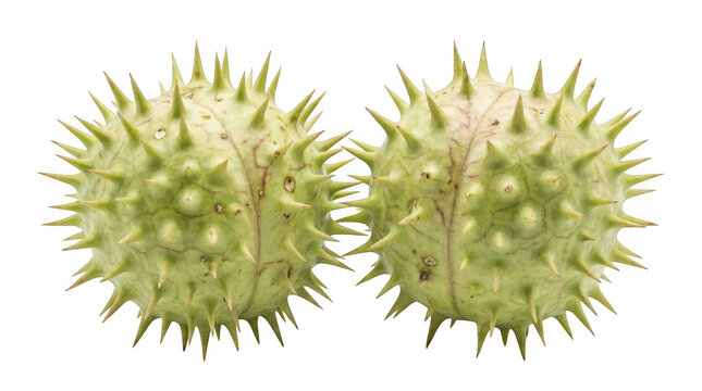 Two spiky datura stramonium seed pods isolated on transparent background