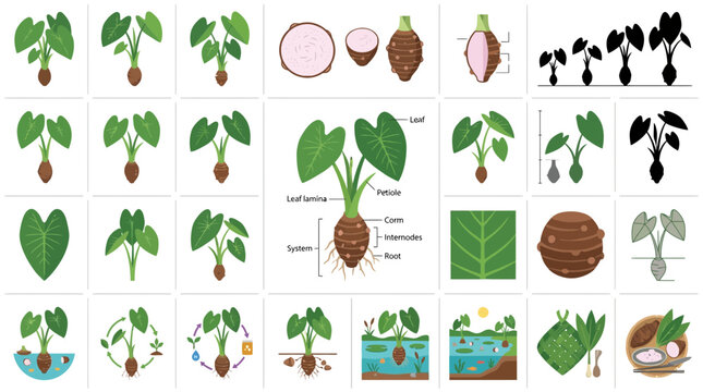 Botanical taro plant growth stages and anatomy diagrams.