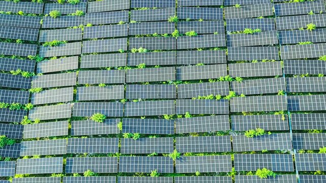 Dense photovoltaic panels interspersed with green vegetation illustrate renewable energy infrastructure, clean power generation, and sustainable technology.