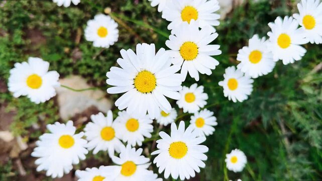 wild chamomile flowers gently swaying in the summer breeze. Peaceful nature background ideal for relaxation, mindfulness, wellness videos, ambient projects and nature