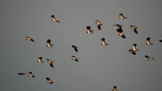 A swarm of northern lapwings (Vanellus vanellus) flying around in the morning light - slow motion