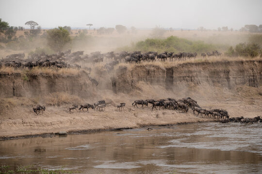 Wildebeest Great Migration Crossing Mara River Serengeti Tanzania