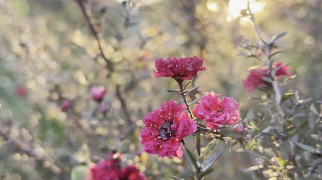 Australian Native Leptospermum Burgandy Queen flowers sway in the wind at sunset