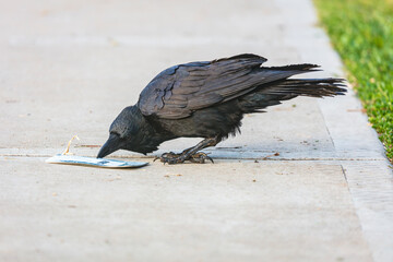 Naklejka premium Photograph of an Australian Raven bird playing with a sports ground entry ticket on a footpath near a sporting ground in Penrith in New South Wales, Australia