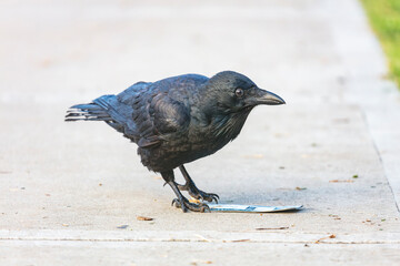 Naklejka premium Photograph of an Australian Raven bird playing with a sports ground entry ticket on a footpath near a sporting ground in Penrith in New South Wales, Australia
