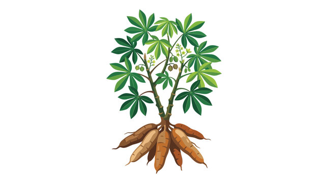 Cassava plant with edible tuber roots.