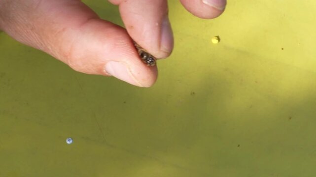 How to mark a queen bee