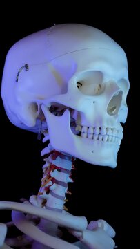 3D rendered human skull anatomy isolated on black background.