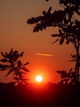 Sunset through silhouetted branches of shrubs. Warm orange glow behind dark foliage. Nature scene with soft backlighting. Tranquil outdoor moment at dusk. Clear summer sky with a hint of a cloud.