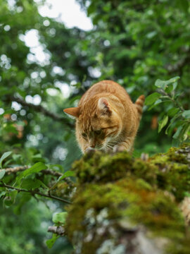 Orange tabby cat perched on mossy tree branch. Cat looks down with focused attention. Green leaves and soft light surround the scene. Moss covers bark in vibrant texture