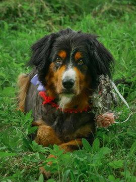 Cute Bernese Mountain Dog with floral crown in grass. Dog wears red collar and blue bowtie. Green grass surrounds dog. Dog looks proud with calm expression. Fancy stylish pet.