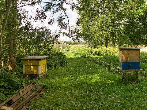 Two beehives rest on grassy field near trees. One hive yellow, one blue. Green grass surrounds hives. Trees provide shade. No animals visible. No plants identified