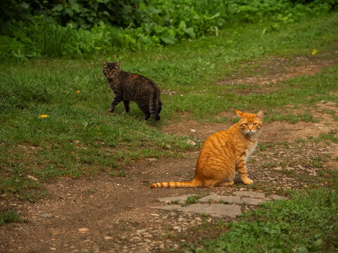 Two cats sit on grassy path. One orange tabby, one black tabby. Green plants surround path. Scene appears calm and natural. Country side rural area. Calm and relaxed mood.
