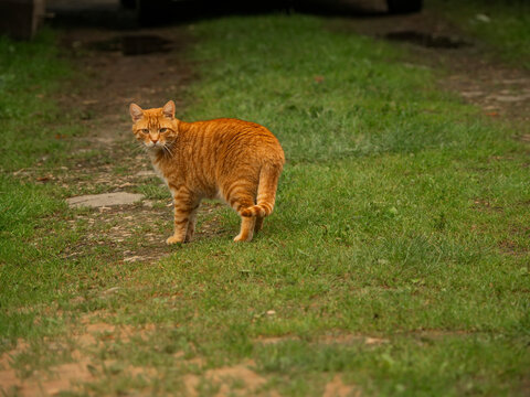Orange tabby cat standing on grassy patch. Funny looking country side pet. Fur shows classic tabby stripes. Scene captures relaxed feline moment outdoors.