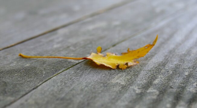 Yellow autumn leaf fall on the rustic wooden table in nature, autumn leaves background