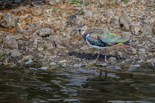 Close up side view of a Lapwing  at waters edge in nature reserve Wiltshire, UK