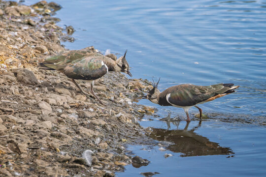 Close up of a confrontation between a pair  of Lapwings at waters edge in nature reserve Wiltshire, UK