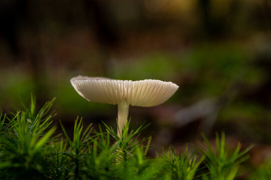 mushroom in the forest