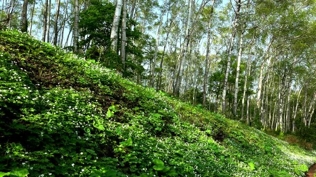 平庭高原の白樺林とニリンソウ