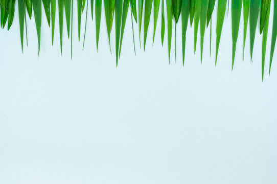 Hanging bamboo leaves on a white backdrop forming an elegant tropical border. Minimal composition suitable for banners, wallpapers and print templates.