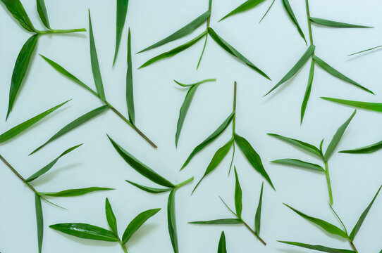 Bamboo leaf pattern created from fresh green stems on a white backdrop. Contemporary nature-inspired background with minimalist styling, organic textures and decorative tropical foliage.