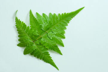 Green fern leaf with intricate natural structure displayed on a bright white backdrop. Elegant botanical composition for banners, wallpapers, presentations and modern layouts. © Anna Zaro
