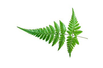 Bright green fern leaf displayed on a clean white backdrop. Elegant minimal flat lay with detailed foliage, organic geometry and spacious negative space for banners, posters and design templates. © Anna Zaro