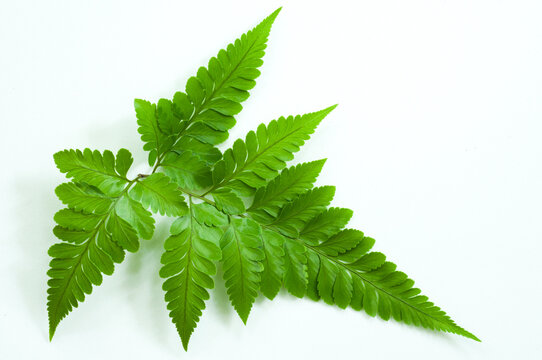 Botanical fern leaf isolated against a clean white background. Fresh natural composition with negative space, decorative foliage and balanced minimalist styling.