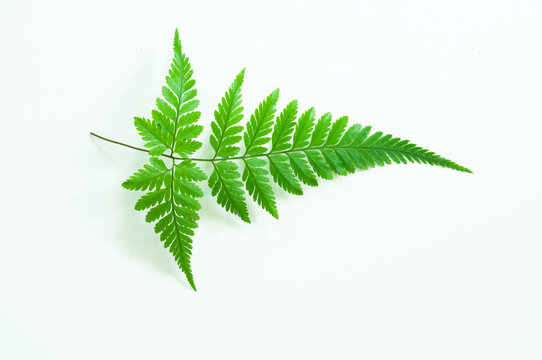 Fresh fern frond isolated on a white background. Minimal botanical flat lay with detailed foliage, clean composition and copy space for branding, print and digital projects.