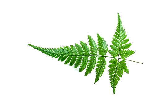 Bright green fern leaf displayed on a clean white backdrop. Elegant minimal flat lay with detailed foliage, organic geometry and spacious negative space for banners, posters and design templates.