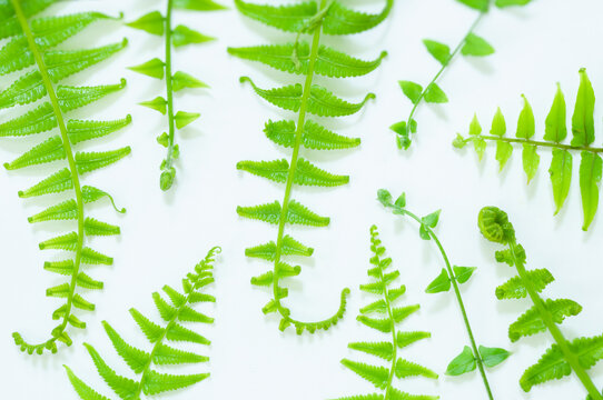 Assorted fern fronds and young fiddleheads arranged in a botanical flat lay on a white background. Natural foliage composition with copy space for branding and design.