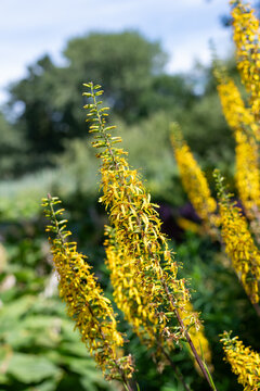 Przewalskis leopardplant (ligularia przewalskii) flowers in bloom