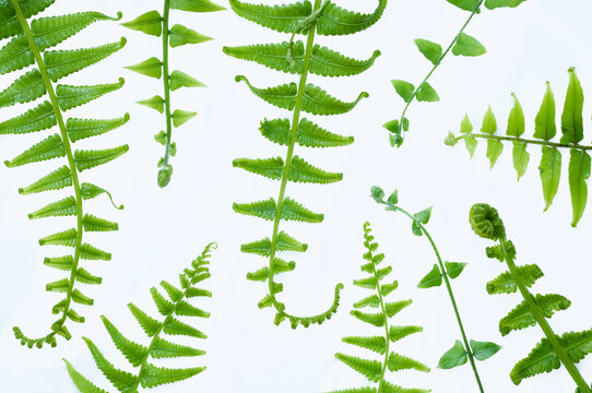 Green fern fronds and young coiled shoots arranged on a white background. Elegant botanical flat lay with copy space for advertising, invitations, banners and creative layouts.
