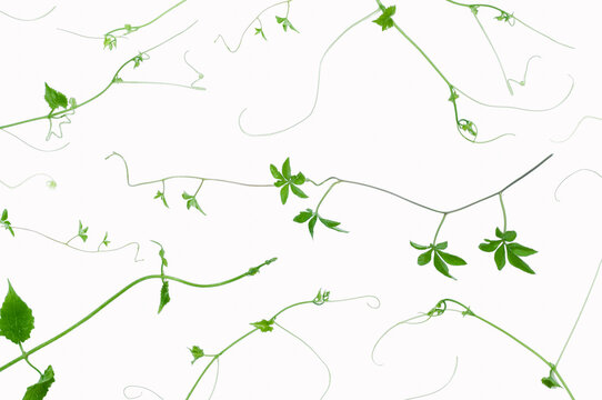 Fresh green vine stems and curling tendrils creating a natural pattern on white. Clean botanical composition suitable for wallpapers, invitations and modern graphic design.