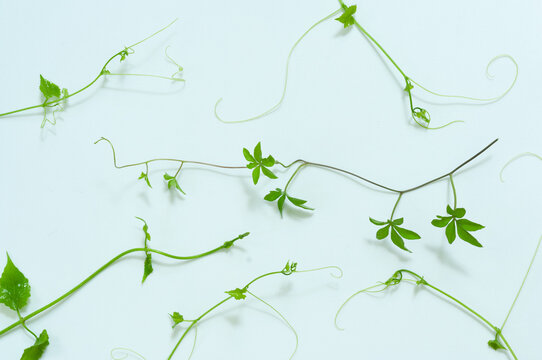 Climbing vine tendrils arranged across a white background with elegant flowing lines. Minimal botanical flat lay with copy space for banners, posters and creative templates.
