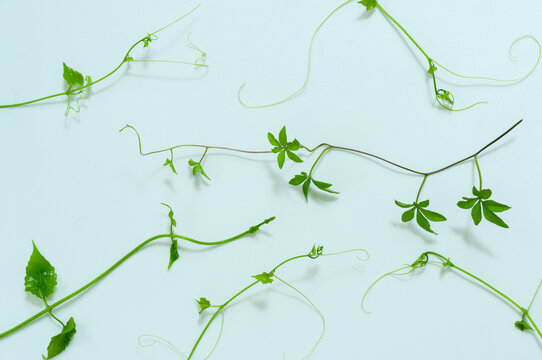 Green vine tendrils and young leaves forming an airy botanical pattern on white. Minimal nature arrangement with flowing lines, negative space and decorative composition for modern layouts.